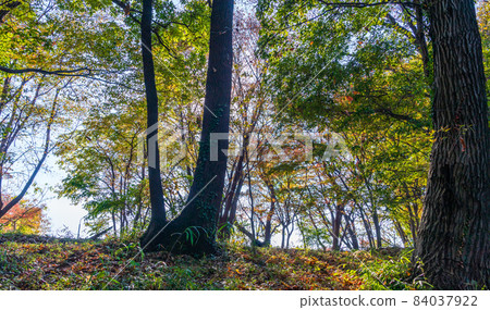 Walk through the bright autumn forest Walk through the bright autumn forest 84037922