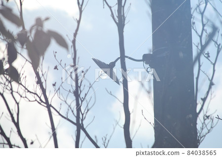 平靜而平靜的日常風景。有落葉和燈的樹。 平靜而平靜的日常風景。有落葉和燈的樹。 84038565