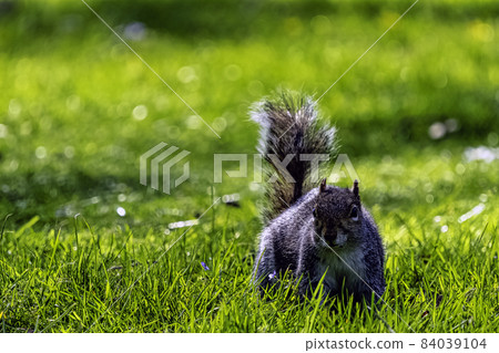 Eastern gray squirrel (Sciurus carolinensis) Eastern gray squirrel (Sciurus carolinensis) 84039104