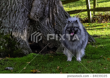 Keeshondis a medium-sized dog with a plush coat of silver and black fur Keeshondis a medium-sized dog with a plush coat of silver and black fur 84039105