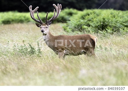 Wild male red deer Wild male red deer 84039107
