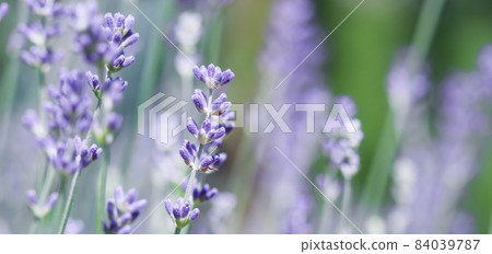 Soft focus on beautiful lavender flowers in summer garden 84039787
