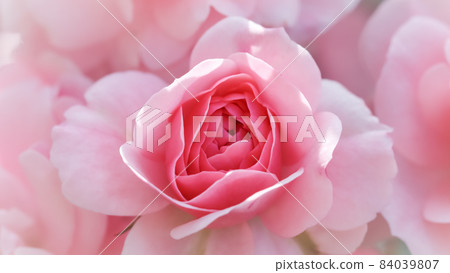 Beautiful pink roses Bonica. Perfect for background of greeting cards for birthday, Valentine's Day and Mother's Day 84039807