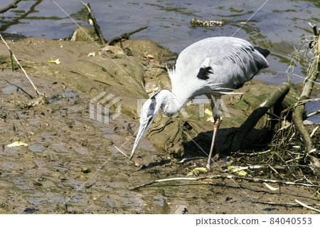 Wild grey heron - River Thames  84040553