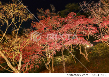 Niigata's Three Great Autumn Leaves Illuminated Yahiko Park Momijidani 84041412