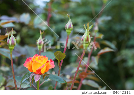 桑巴玫瑰花和花蕾 84042311