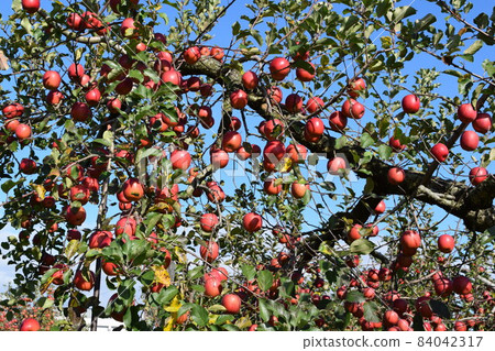 Apple that turned red Apple that turned red 84042317