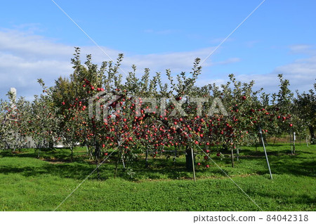 Apple that turned red Apple that turned red 84042318