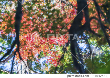 京都府京都市天守庵、水鏡、秋葉的景色 84042482