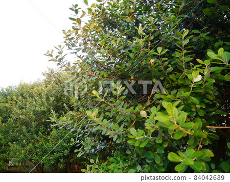 Phantom fruit feijoa tree 84042689