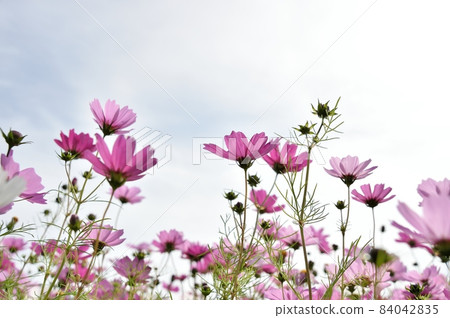 波斯菊花 84042835