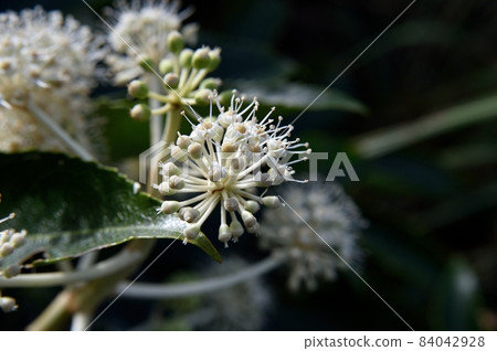 紙花 84042928