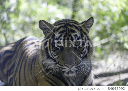 Sumatran tiger, a tiger looking at you against the backdrop of green grass 84042992