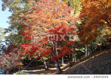 紅、橙、黃的楓葉，五彩斑斕的樹木，綠樹成蔭的森林，有道路和私人住宅的山間公園，還有藍天的風景 84043044