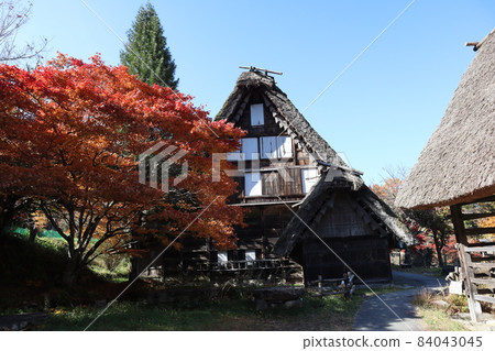 可以看到變成紅色和橙色的楓葉、綠色的大針葉樹、合掌造的古民居、小屋、道路和藍天的景觀。 84043045