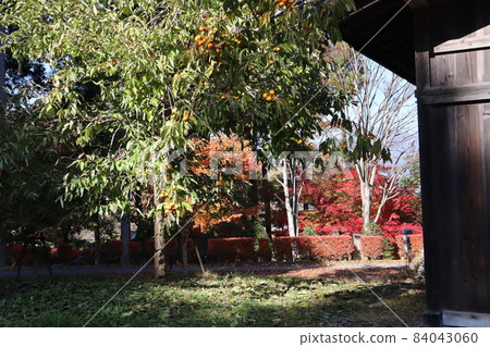 An old folk house, a persimmon fruit tree, a red-colored hedge, a maple tree, a winter dead tree, a green tree, grass, fallen leaves, a road, and a landscape where you can see the blue sky. An old folk house, a persimmon fruit tree, a red-colored hedge, a maple tree, a winter dead tree, a green tree, grass, fallen leaves, a road, and a landscape where you can see the blue sky. 84043060