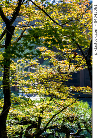 京都府京都市善林寺 (Eikando) 秋葉景色 84043061