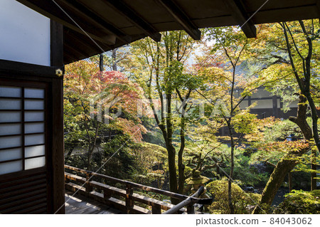 京都府京都市善林寺 (Eikando) 秋葉景色 京都府京都市善林寺 (Eikando) 秋葉景色 84043062