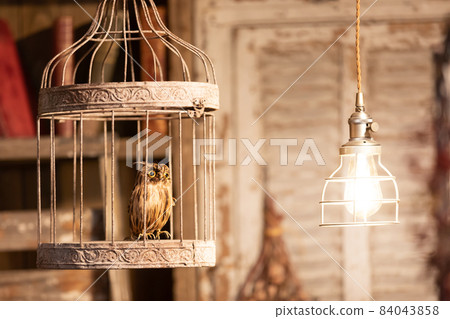 Taxidermy owl in an antique room 84043858