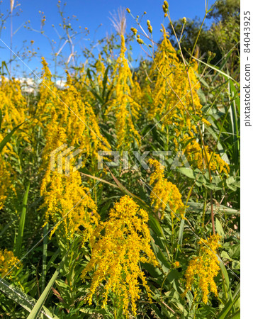 埼玉縣川口市荒川河上的一枝黃花 埼玉縣川口市荒川河上的一枝黃花 84043925