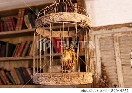 Taxidermy owl in an antique room 84044282