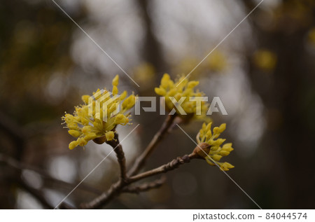 Winter weather flowers 84044574