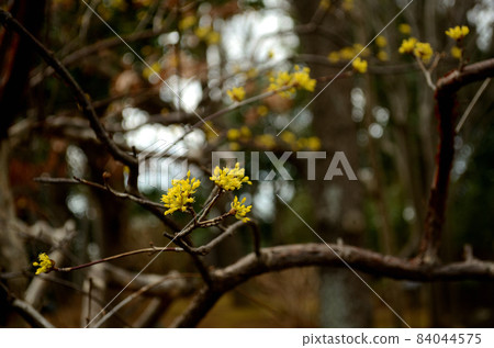 Winter weather flowers 84044575