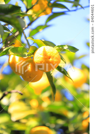 Yuzu fruit that is about to be harvested 84044601