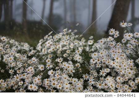 Gujeolcho Gujeolcho 84044641