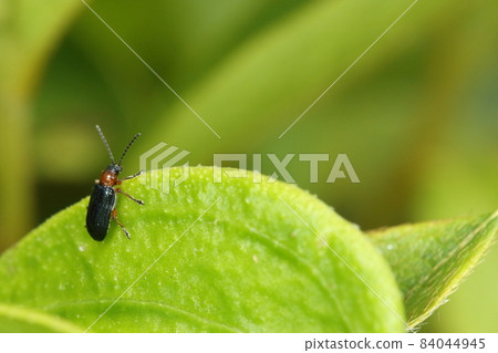 生物、昆蟲、葉甲蟲，大小約 4 毫米。閃亮的胸紅色和翅膀的靛藍色很漂亮 84044945