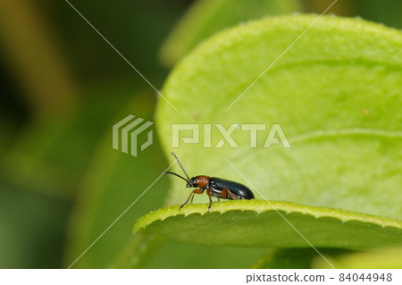 生物、昆蟲、葉甲蟲和幼蟲都是“稻蟲”。兩個成蟲都以禾本科植物的葉子為食。 84044948