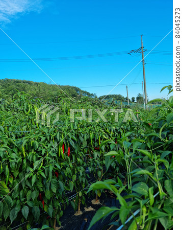 Pepper field Pepper field 84045273