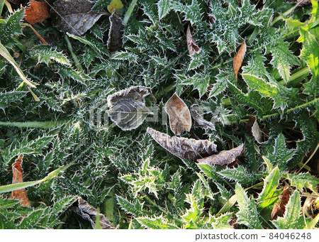 Thistle rosette with frost (overwintering stock) 84046248