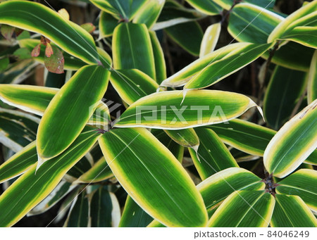 Wild bamboo leaves 84046249