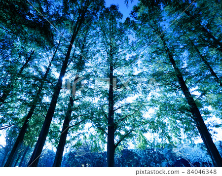 Forest of Metasequoia Forest of Metasequoia 84046348