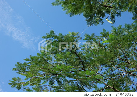 鳳凰木 鳳凰木 84046352