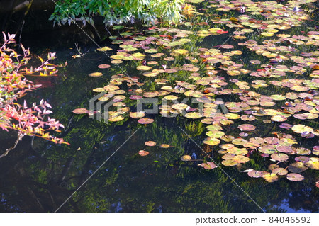 Scenery of Kyoto Ryoanji Temple Scenery of Kyoto Ryoanji Temple 84046592
