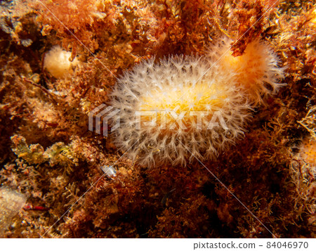 A closeup picture of a feeding soft coral dead man's fingers or Alcyonium digitatum. Picture from the Weather Islands, Skagerrak Sea, Sweden 84046970