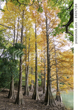 Fantastic Ochihamatsu no Mori dyed in autumn colors (Sasaguri Kyudai no Mori, Sasaguri Town, Kasuya District, Fukuoka Prefecture) Fantastic Ochihamatsu no Mori dyed in autumn colors (Sasaguri Kyudai no Mori, Sasaguri Town, Kasuya District, Fukuoka Prefecture) 84047384