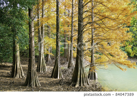 Fantastic Ochihamatsu no Mori dyed in autumn colors (Sasaguri Kyudai no Mori, Sasaguri Town, Kasuya District, Fukuoka Prefecture) Fantastic Ochihamatsu no Mori dyed in autumn colors (Sasaguri Kyudai no Mori, Sasaguri Town, Kasuya District, Fukuoka Prefecture) 84047389