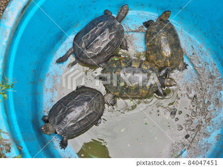 Japanese pond turtle and pond turtle 84047451