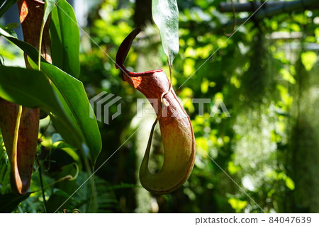11月 317 Nepenthes Raffles, Nepenthes Raffles, Sakata Seed Green House 11月 317 Nepenthes Raffles, Nepenthes Raffles, Sakata Seed Green House 84047639