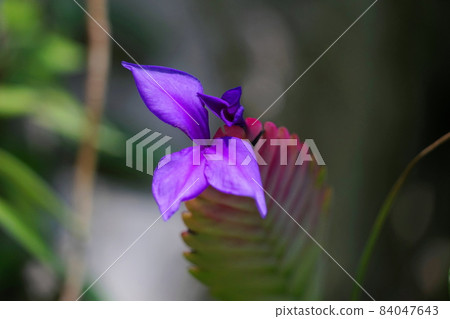11 月相模原 311 鳳梨 Bromeliad、鳳梨科、坂田種子溫室 11 月相模原 311 鳳梨 Bromeliad、鳳梨科、坂田種子溫室 84047643