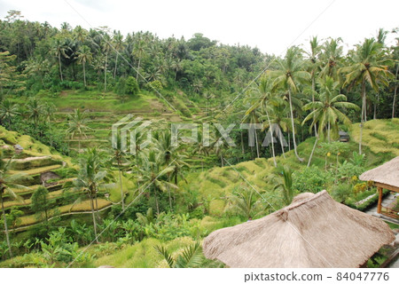 Thatched roof / terraced rice fields (Tegalalang / Bali / Indonesia) Thatched roof / terraced rice fields (Tegalalang / Bali / Indonesia) 84047776