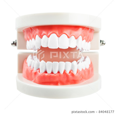 Teeth model isolated on white background. Teeth model isolated on white background. 84048177