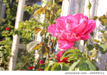 濕和紅玫瑰 濕和紅玫瑰 84049212