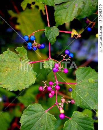河邊野葡萄（五彩藤蔓、藤蔓、樹葉） 84049299