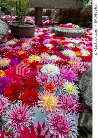 奈良岡寺鈕扣花 84049665