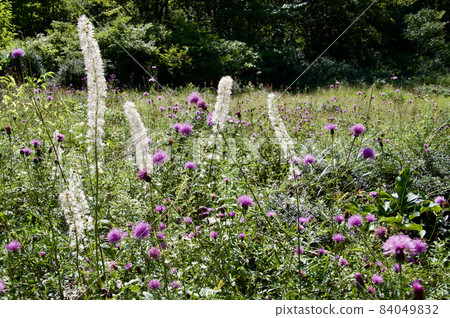 東面山濕地中盛開的單株Actaea simplex 84049832