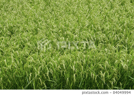 Inaho Rural scenery Rural scenery Inaho Rural scenery Rural scenery 84049994